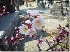 境内梅 (28)