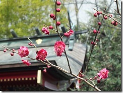 神社の梅 009