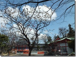 神社の梅 023