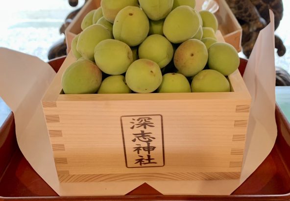 【松永産】　5/23収穫分　青梅　15kg 松永産】 5/23収穫分 青梅 15kg